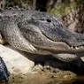 kolyaalligator